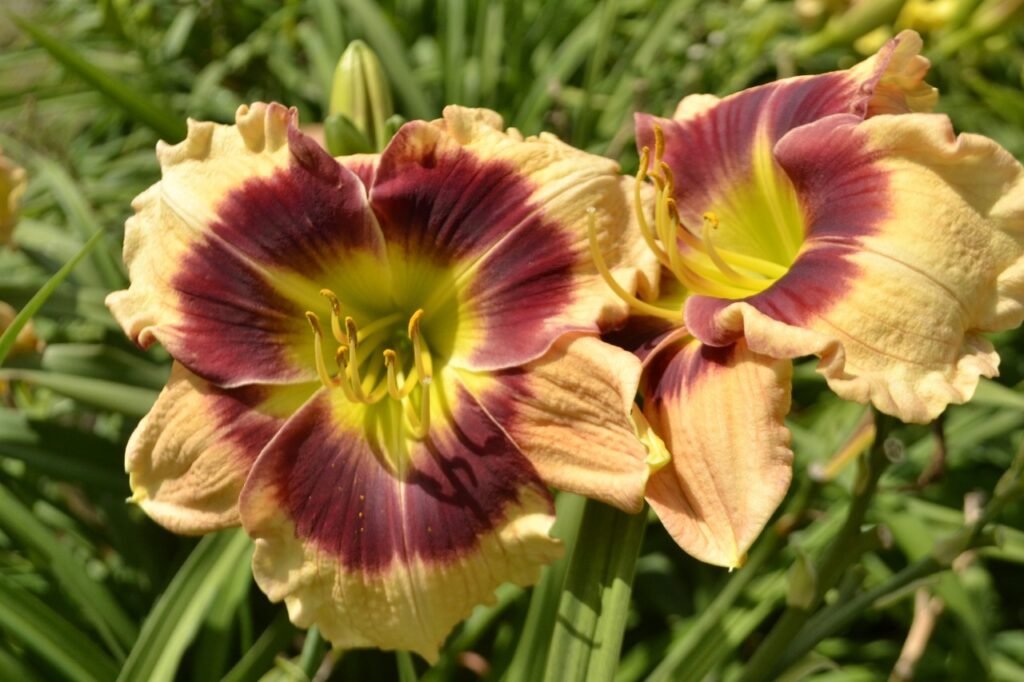 Hemerocallis Plantarum Floração Outubro a Janeiro
